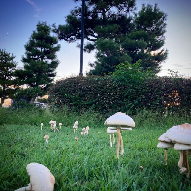 Mushroom forest @ rakurakuen neighborhood, on an autumn day 
#mushrooms #mushroomphoto #rakurakuen #hiroshima #fungiphotography #fungi #楽々園 #岡の下川 ＃岡の下公園